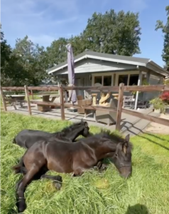 ondersteunend project